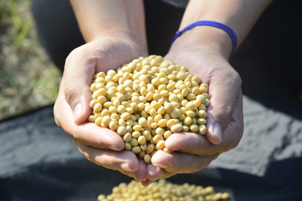 选购黄豆时要注意产地与构成，最好选用台湾本土生产的非基改黄豆。 (赖瑞)