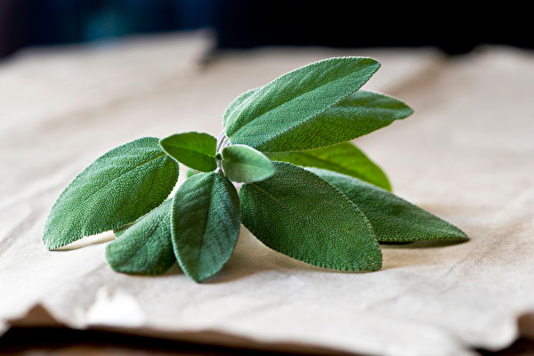 鼠尾草也是提升记忆力的芳香药草。(Shutterstock)