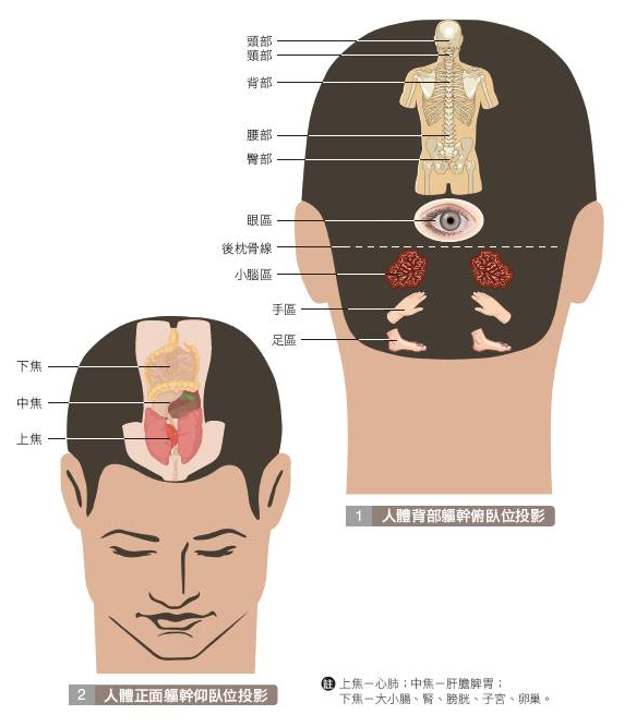头部反射区，不同区域对应身体不同部位，梳头按摩时可以着重按摩。（日日学提供）