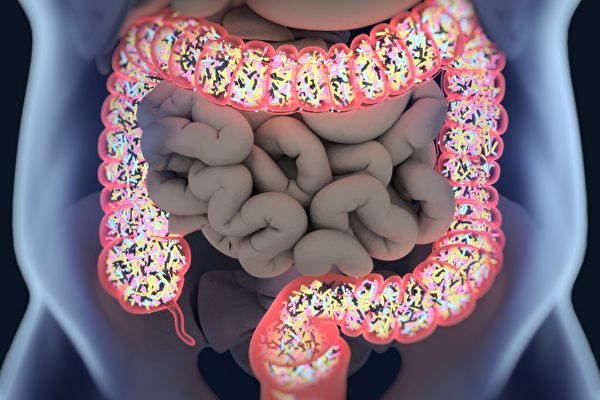 肠道菌相失衡、坏菌增多，会造成肥胖。(Shutterstock)